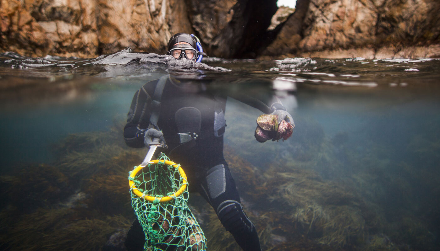 Humans and Paua: a sustainable Relationship?