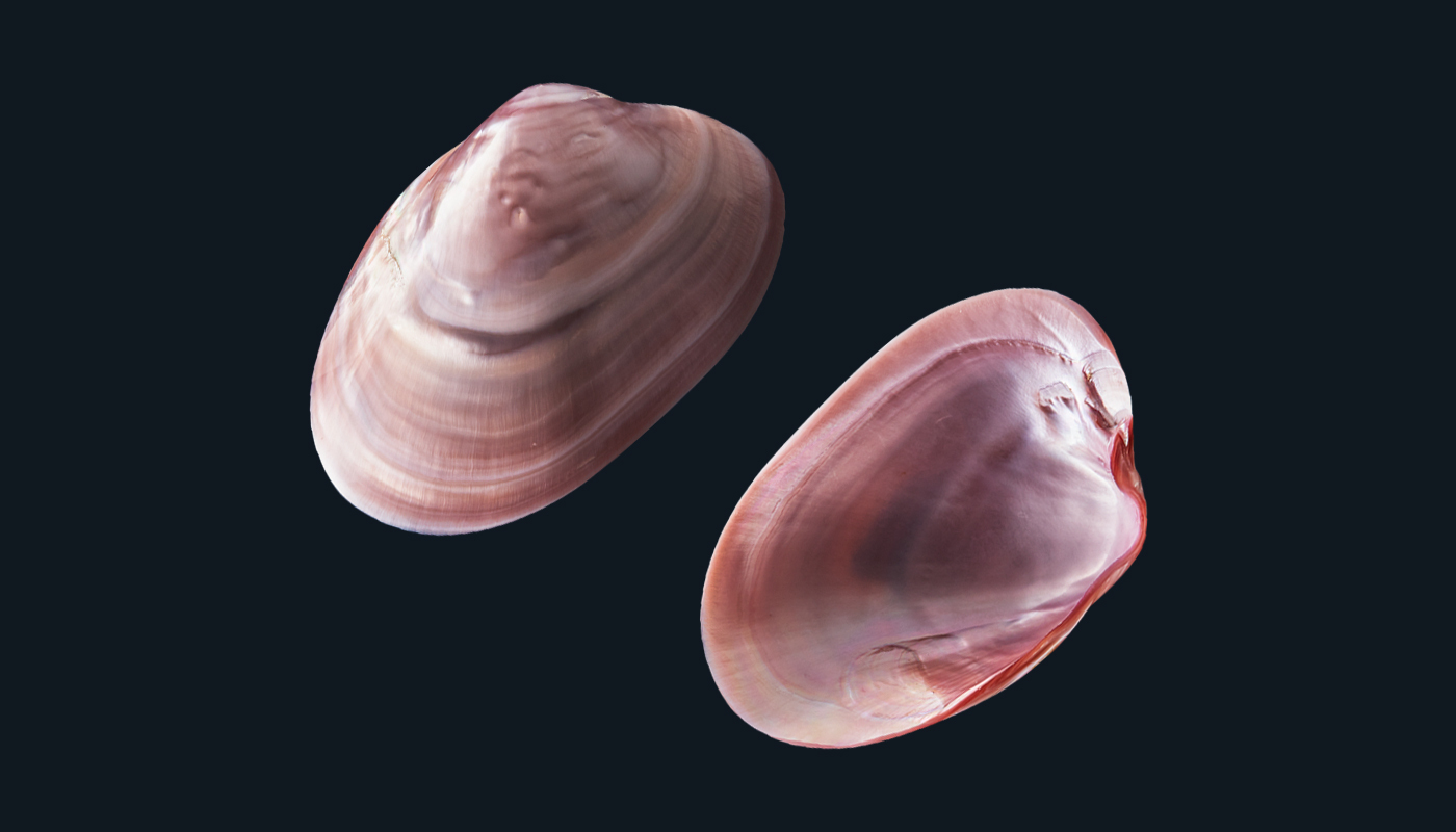 Mississippi Pink Mussel