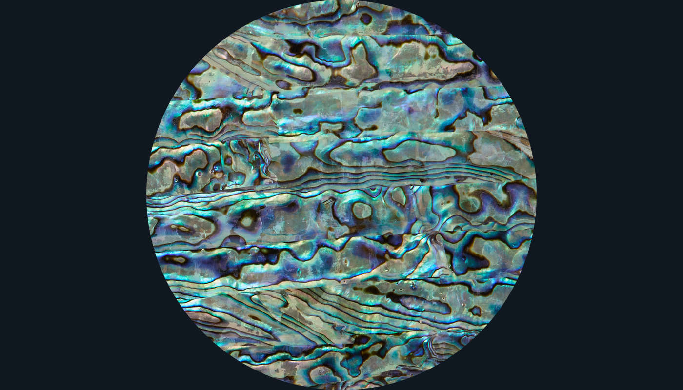 New Zealand Abalone (Pāua)